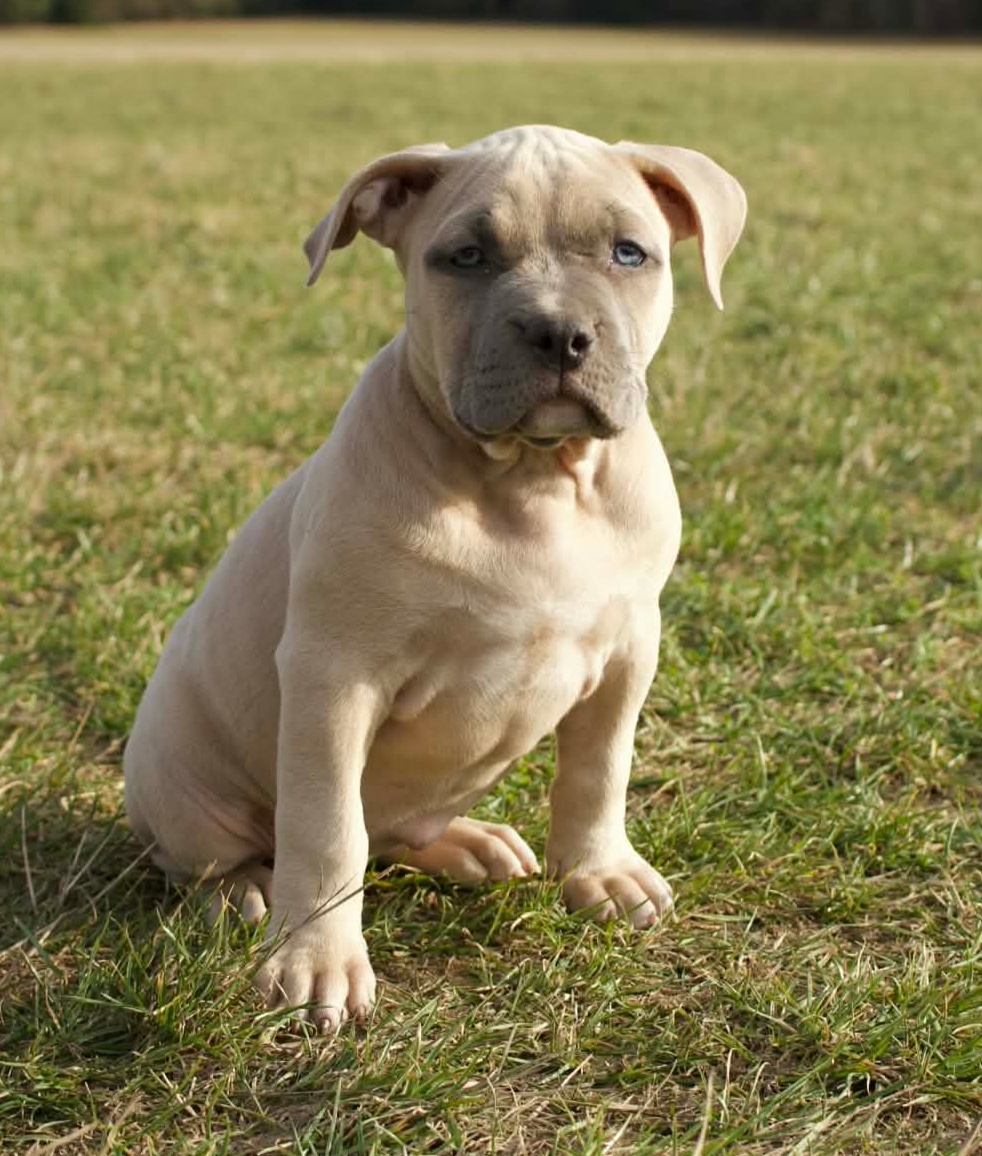 American Bully Standard - 3
