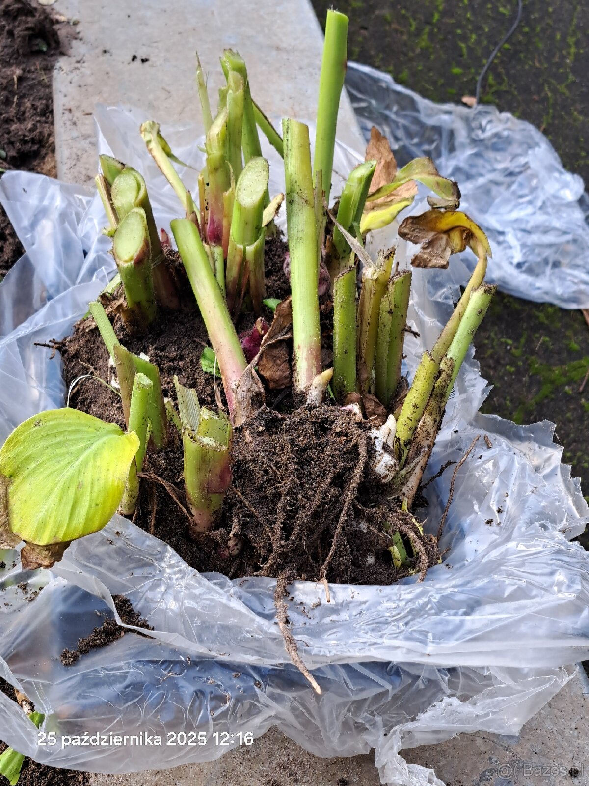 Kanny czerwone świeżo wykopane - 3