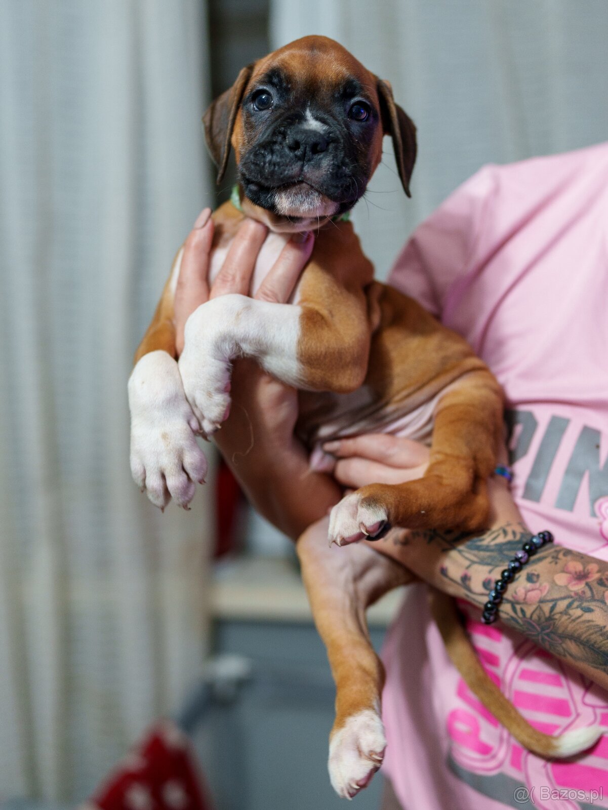 Boxer szczeniak rodowód bokser - 3