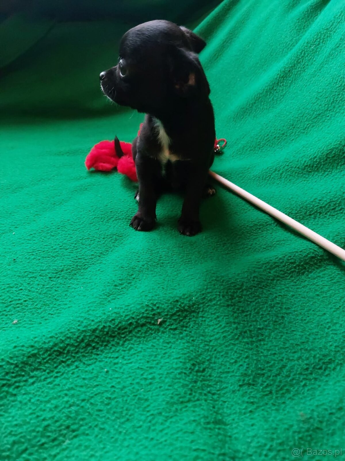 Śliczne suczki CHIHUAHUA - 3