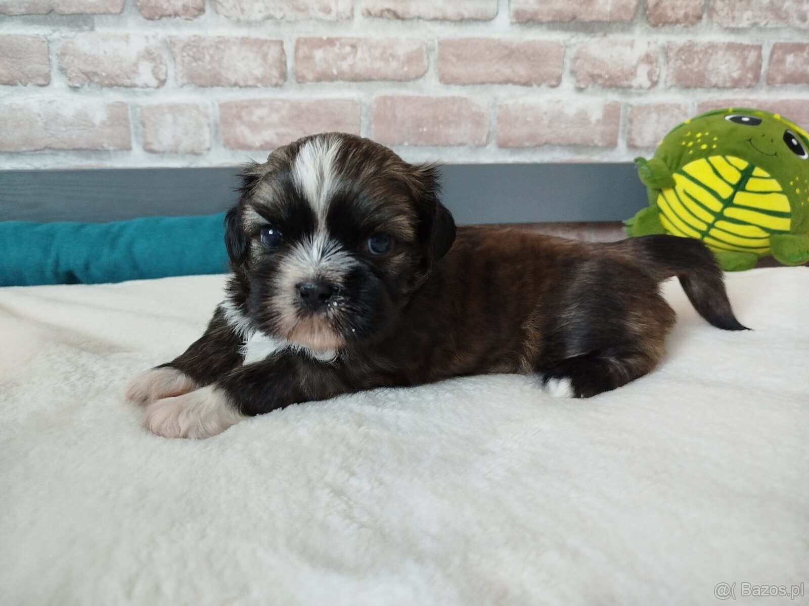 Pies rasy Shih Tzu z rodowodem - 3