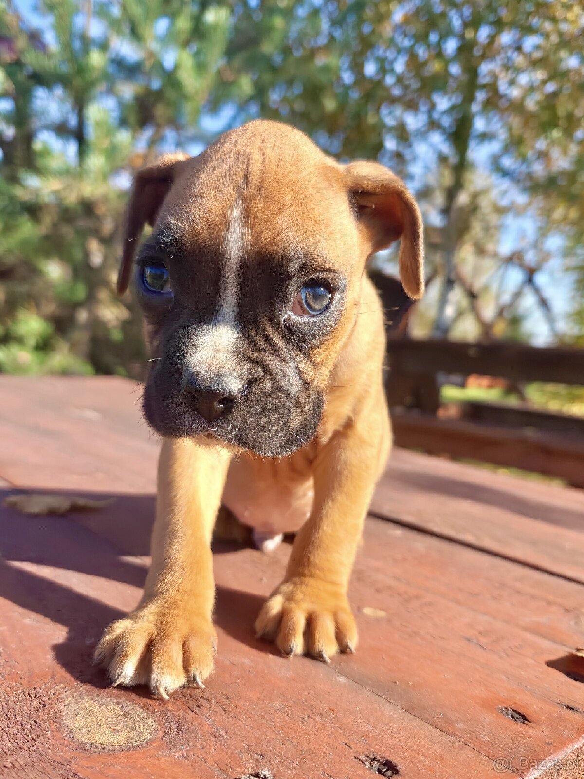 Piekna sunia rasy Bokser - 3