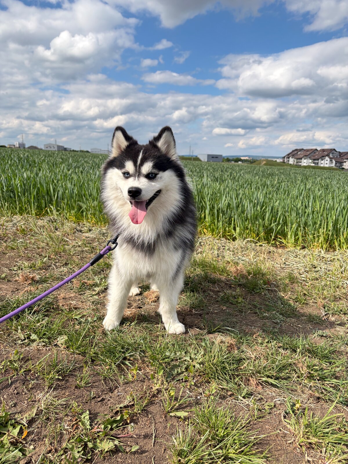 Pomsky - szczenięta - 3