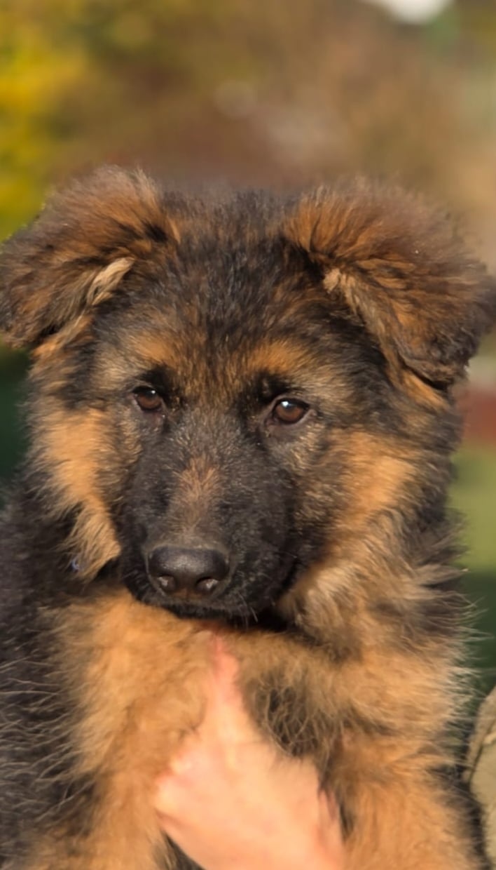 Owczarek niemiecki długowłosy - 3