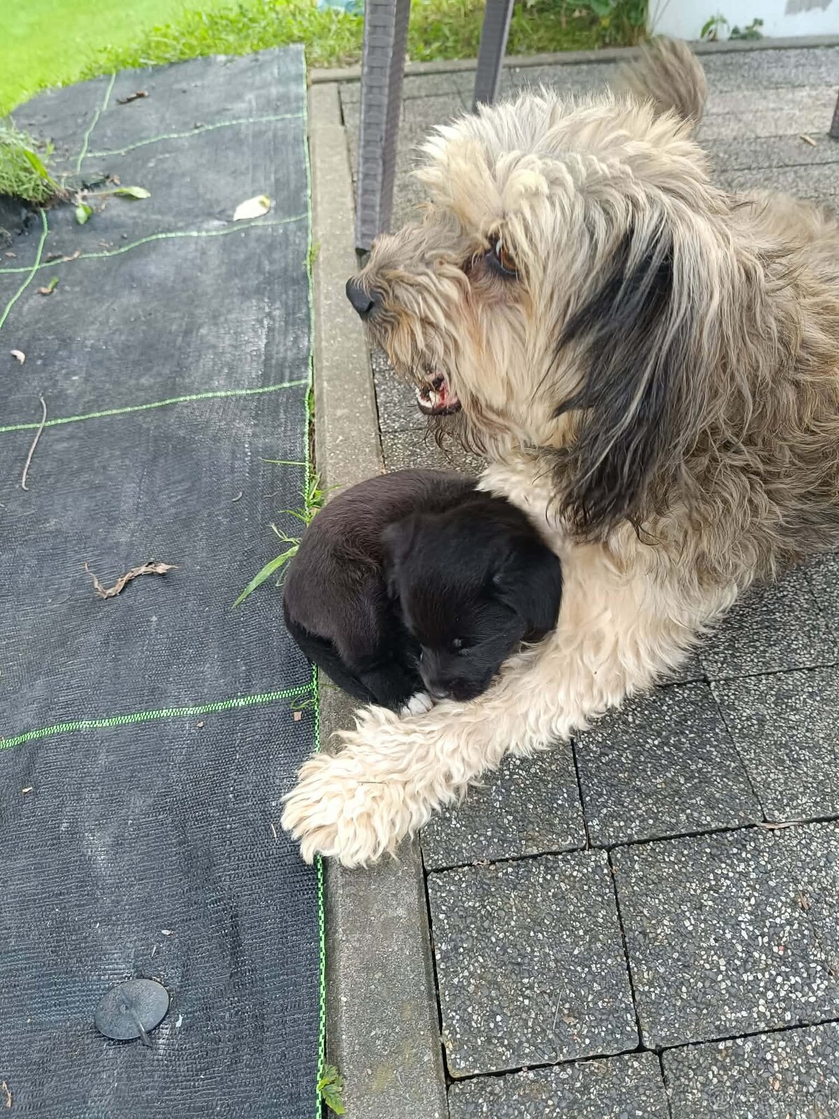 Siostry szukają domu. - 3