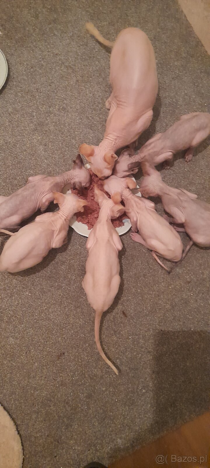 Sfinksy Kanadyjskue - 3