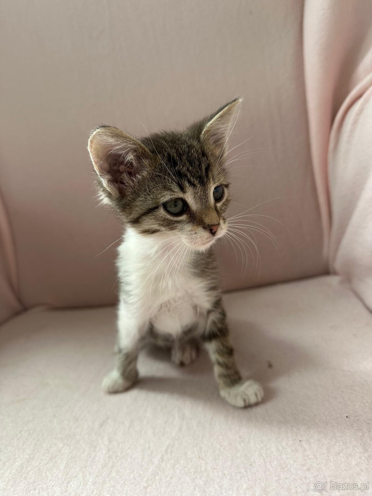 Oddam cztery małe kotki trzymiesieczne - 3