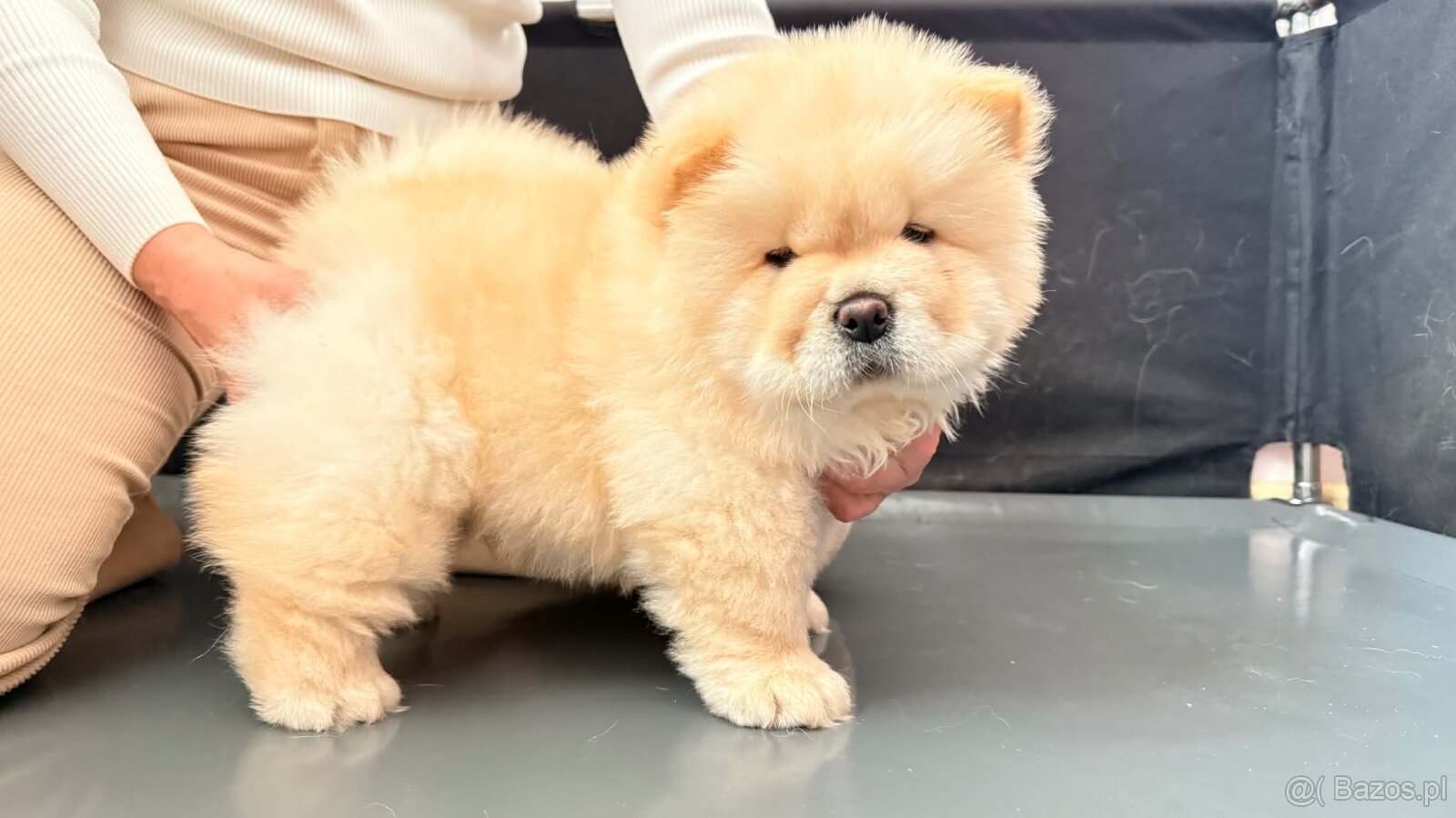 CHOW CHOW szczenięta kremowe - 3