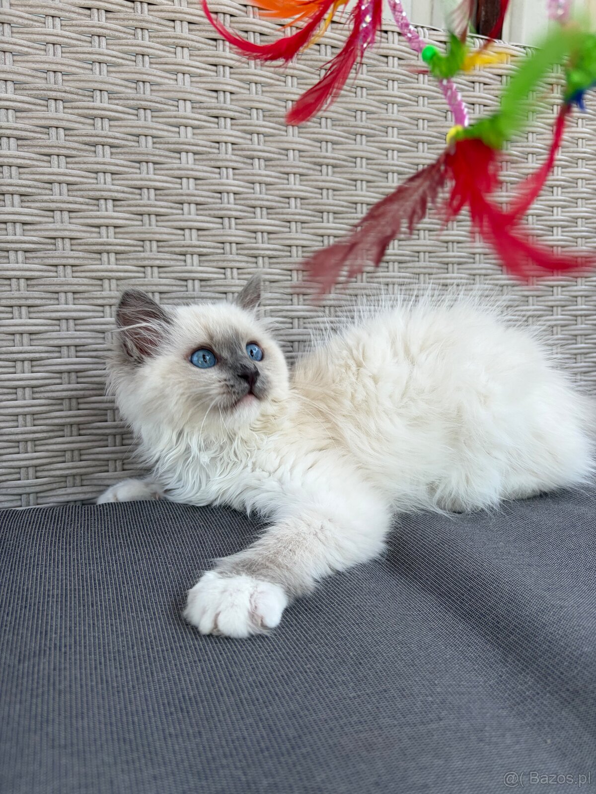 Przepiękna , zakochana w człowieku kotka Ragdoll z rodowodem - 3