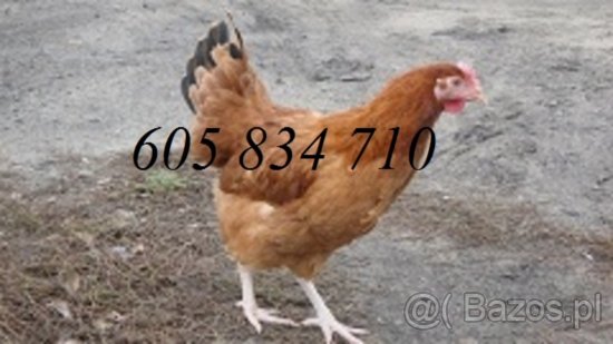Młode kury nioski sprzedam Dostawa Gratis - 3