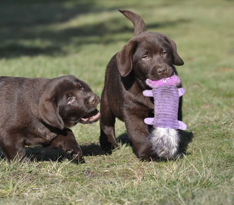 Labrador Retriever szczenie z rod ZKwP, FCI Badania Genetycz - 3