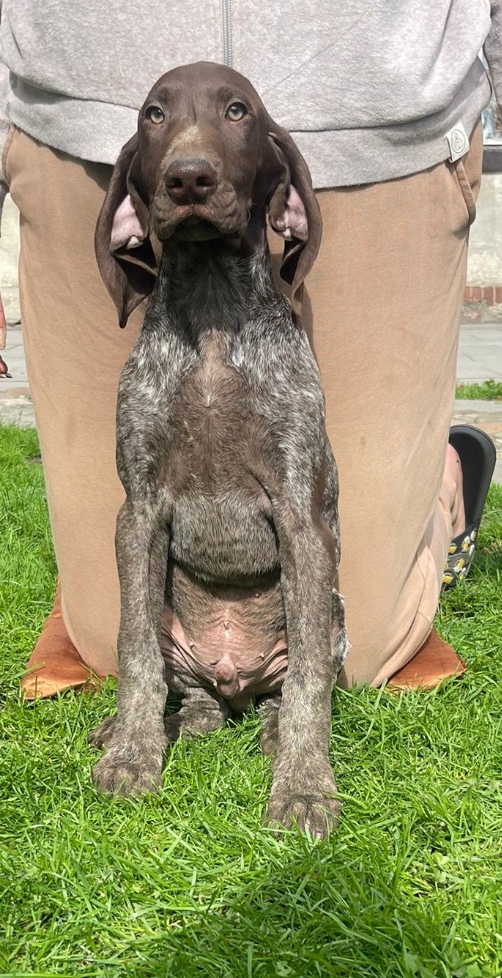 Szczeniaki wyżła niemieckiego krótkowłosego - 3