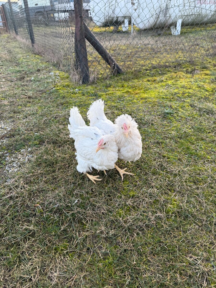 KURY NIOSKI 605834710 - 3