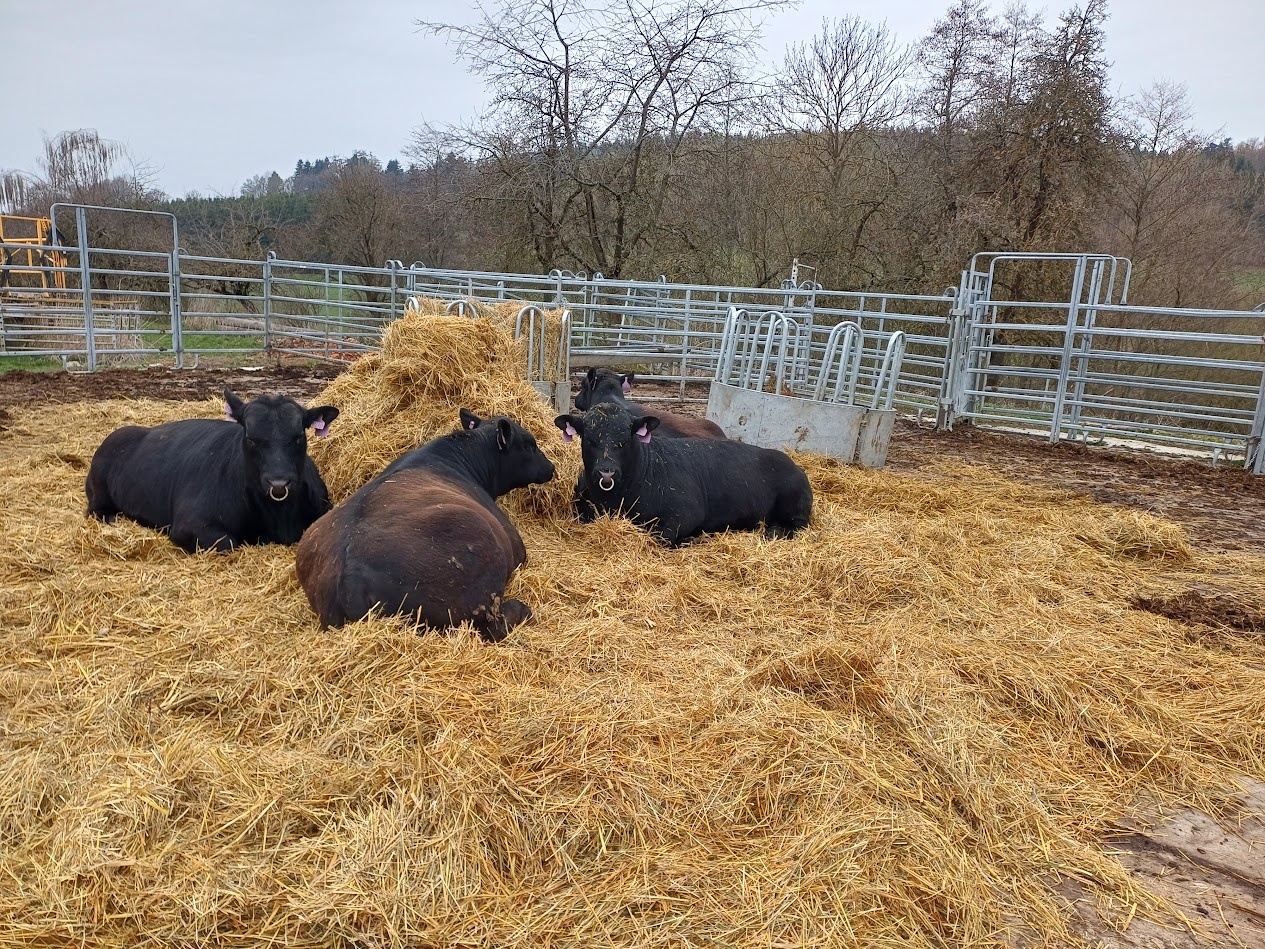 Byk hodowlany rasy Aberdeen Angus - 3
