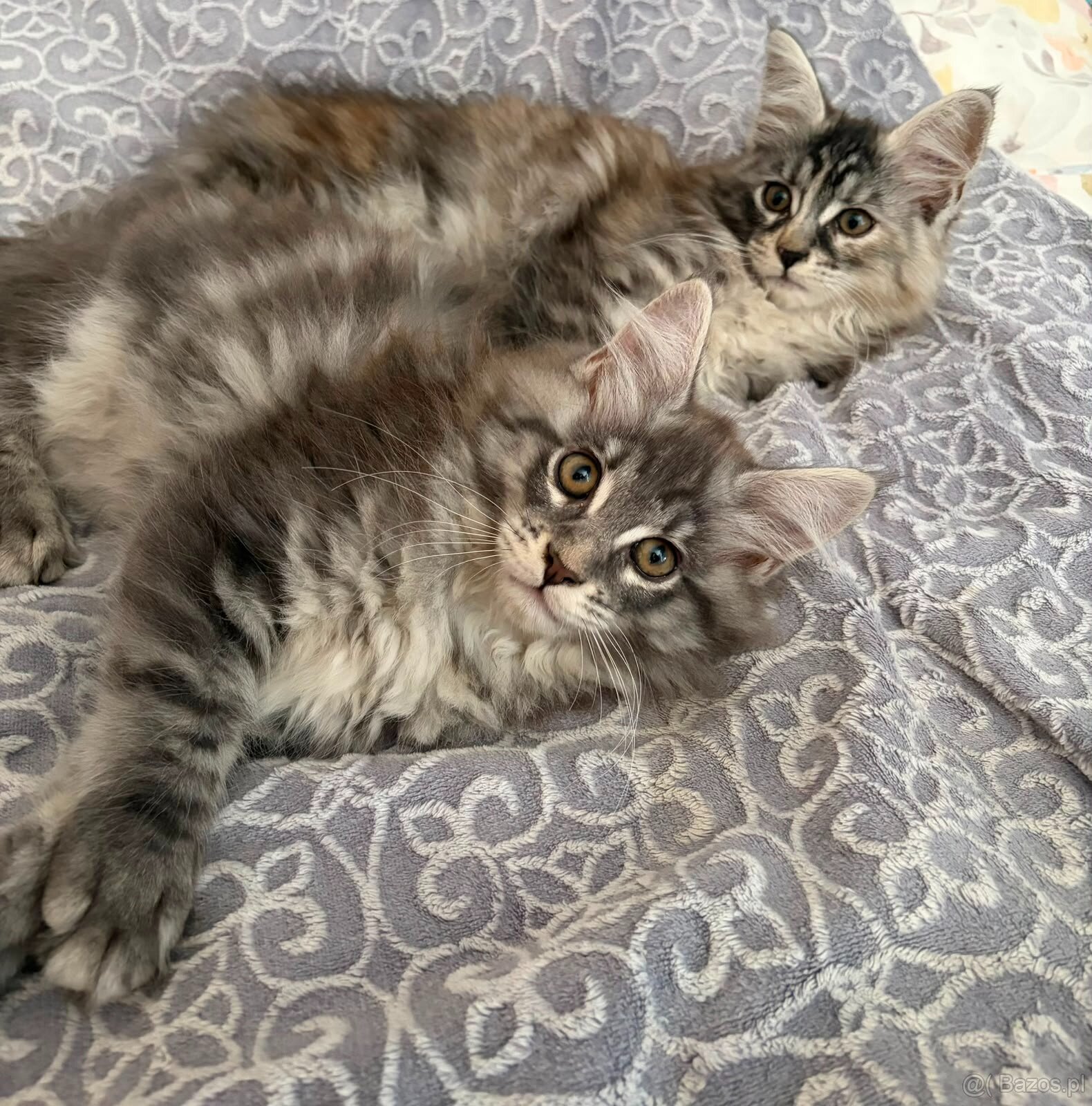 Maine Coon - 3