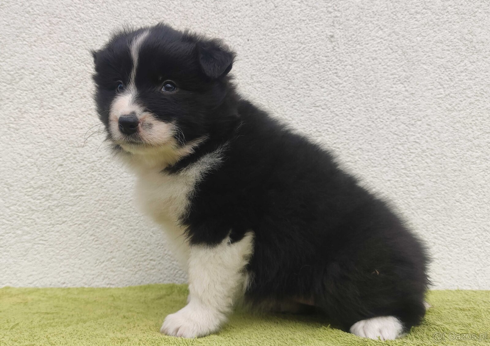 PIĘKNA Suczka BORDER COLLIE z Hodowli - Rasowa z pełną dok. - 3