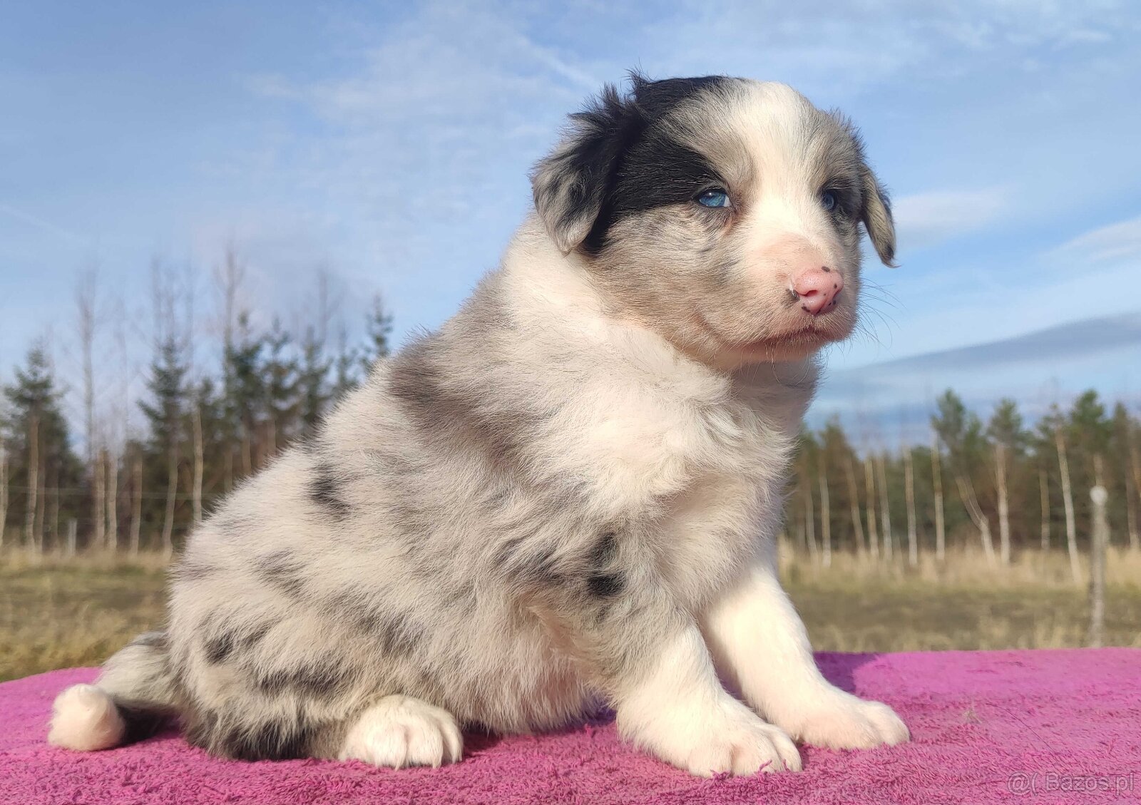 Szczenię BORDER COLLIE z Hodowli - Rasowy pies z pełną dok. - 3