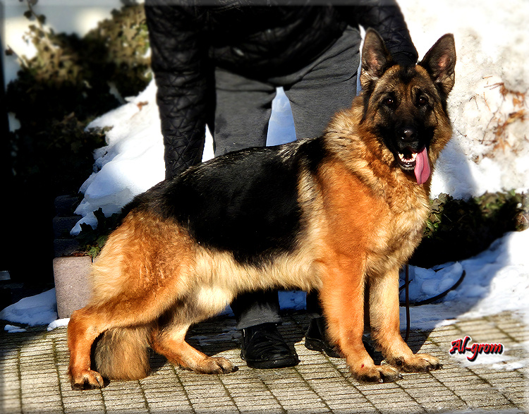 Owczarek Niemiecki dorosła sunia FCI ZKwP - 3