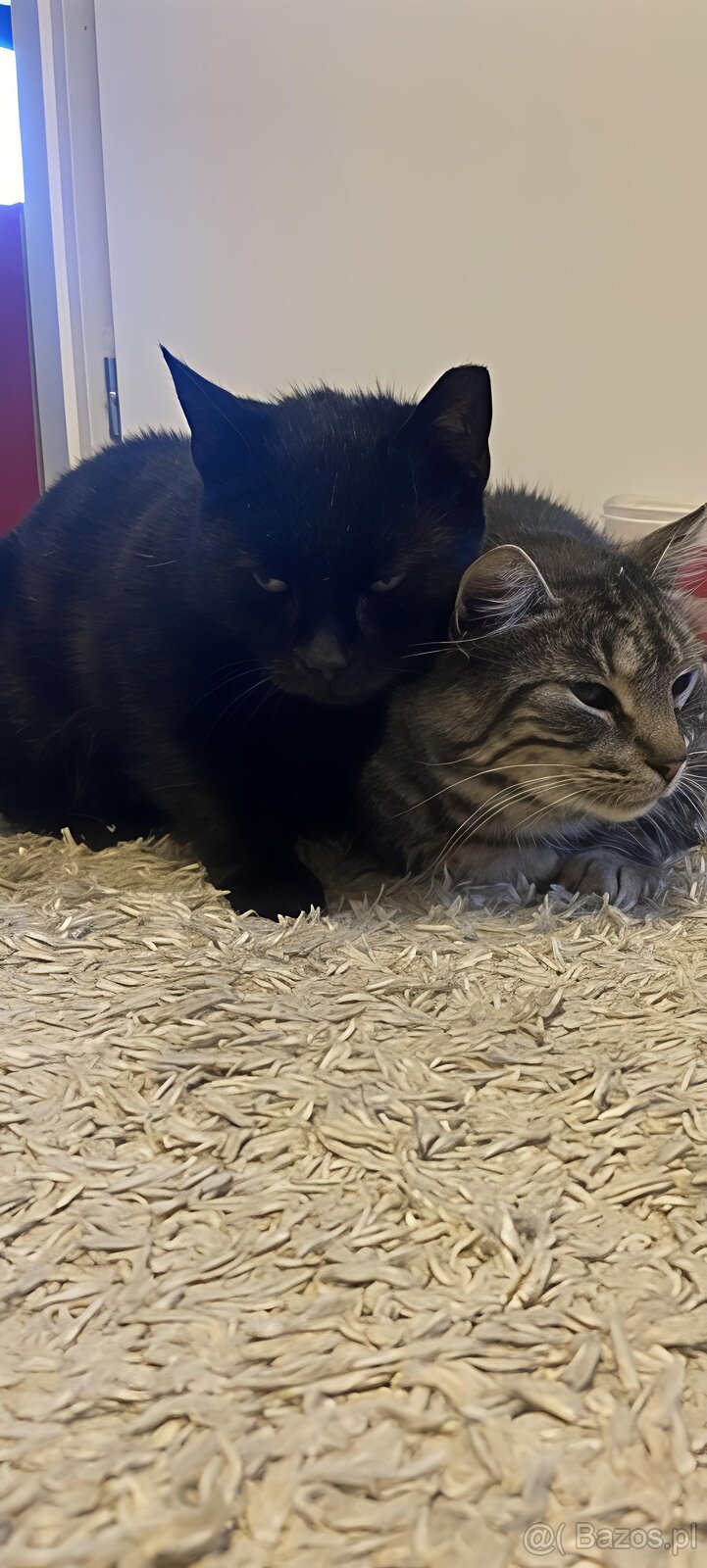 Mamba i Maurycy mama i synek szukają domu - 3