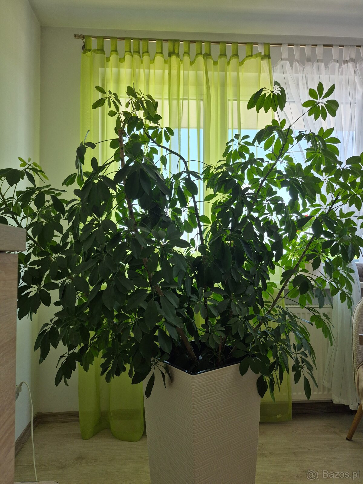 Piękna Duża Szeflera - 3