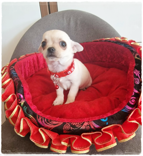 Chihuahua śliczny kremowo biały piesek - 3