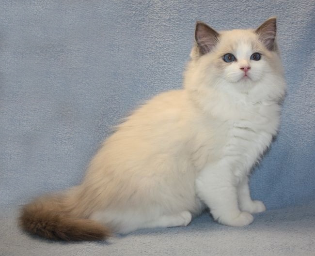 RAGDOLL koťátka: - 3