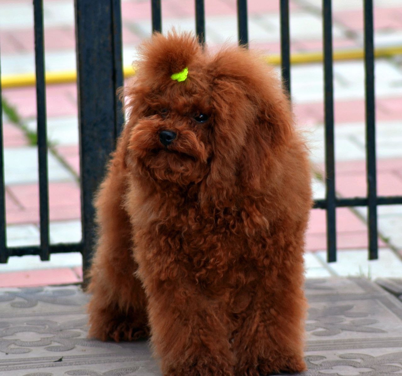 szczenię toy pudla z chińskiej linii - 3