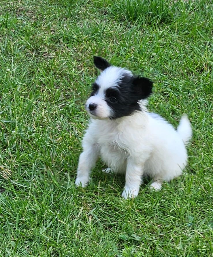 Spaniel Kontynentalny - Papillon - 3