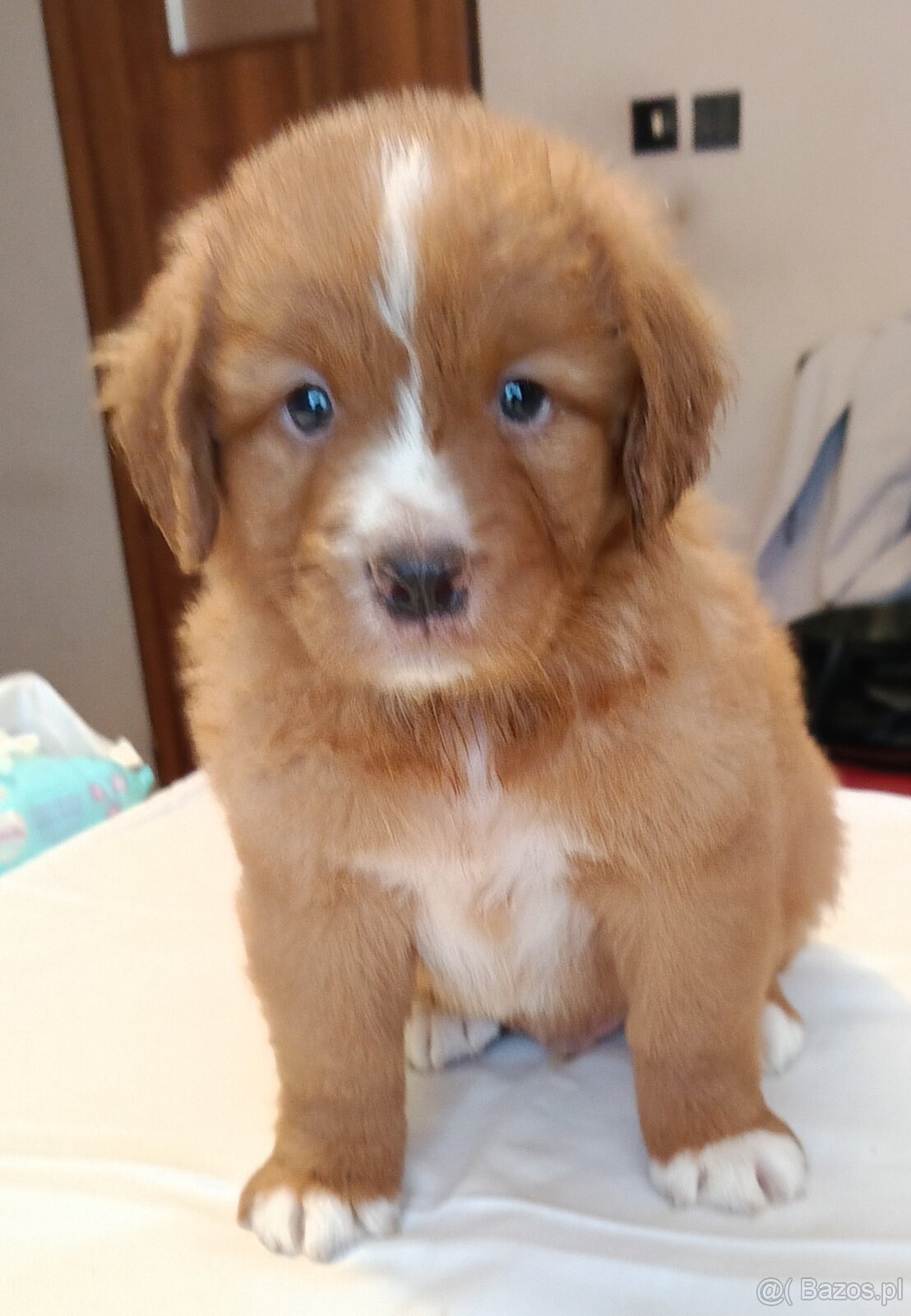 Nova Scotia Duck Tolling Retriever - szczeniaki - 3