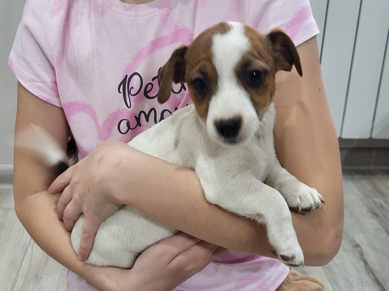 Jack russell terrier - 3