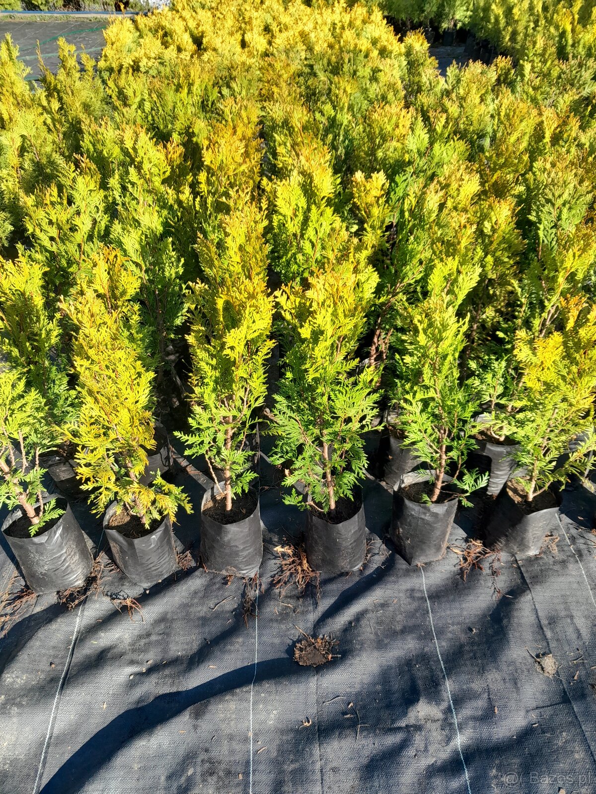 Tuje braband, szmaragd, kornik, aureospicata - 3