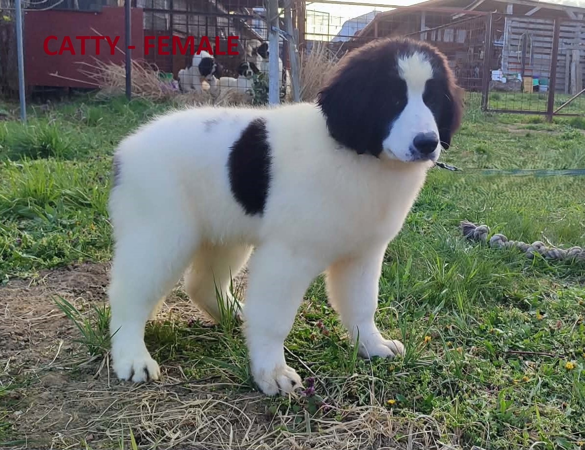 LANDSEER - 3