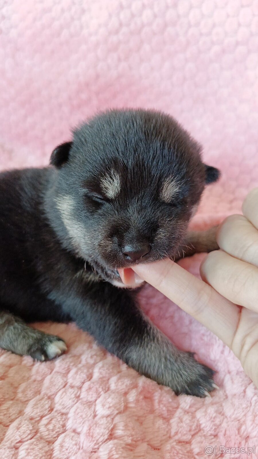 Shiba Inu + Nowy miot + Rezerwacja szczeniąt - 3