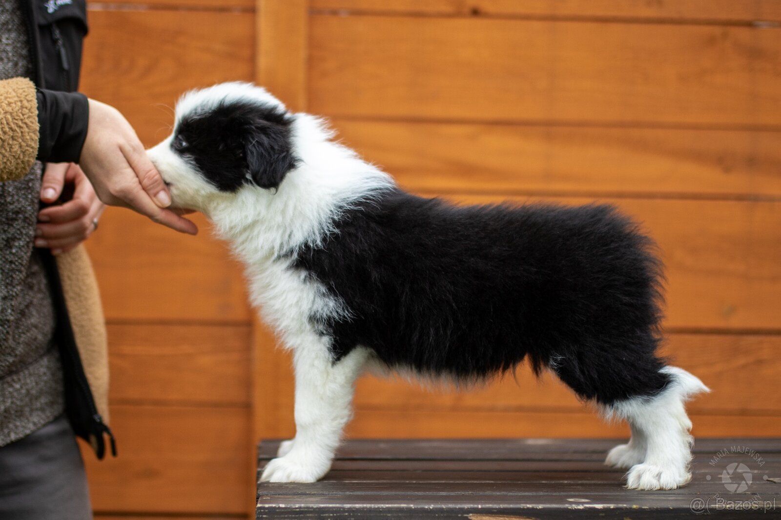 Border collie szczenięta hodowla Anidamara FCI - 3