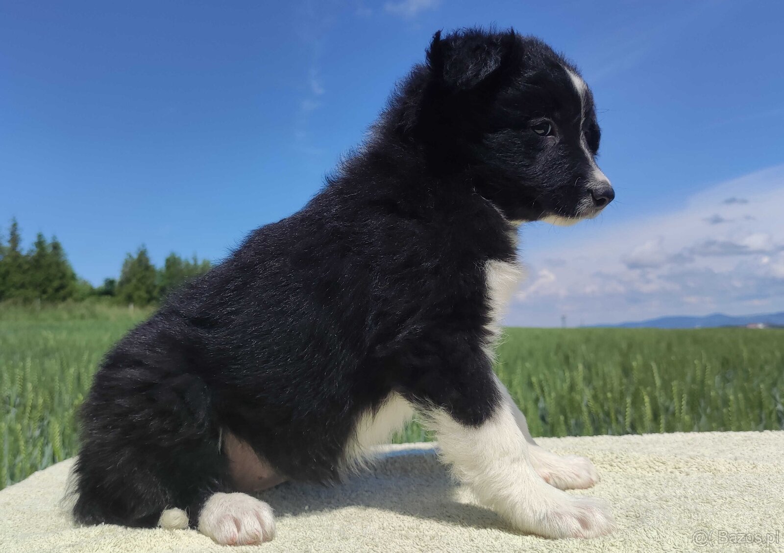 Rasowa suczka - Border Collie z pełną dok. - 3