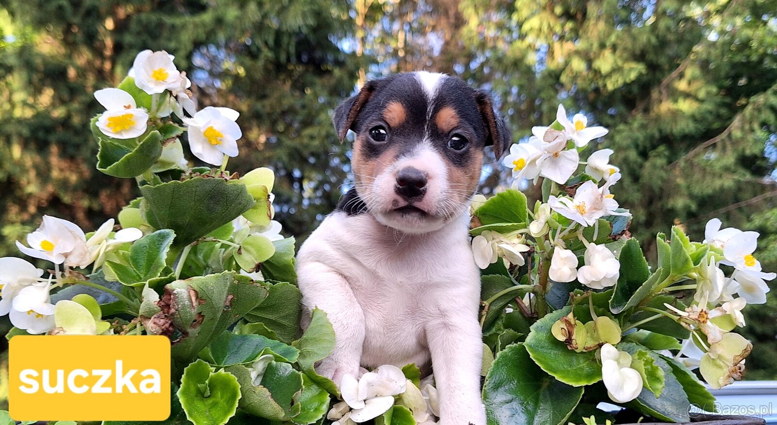 Parson Russell Terrier ZKwP FCI - 3