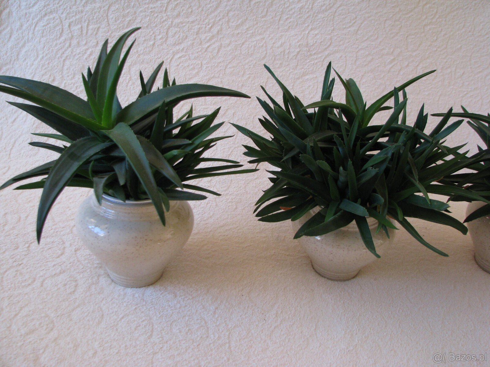 Aloes – piękna, zdrowa roślinka o właściwościach leczniczych - 3