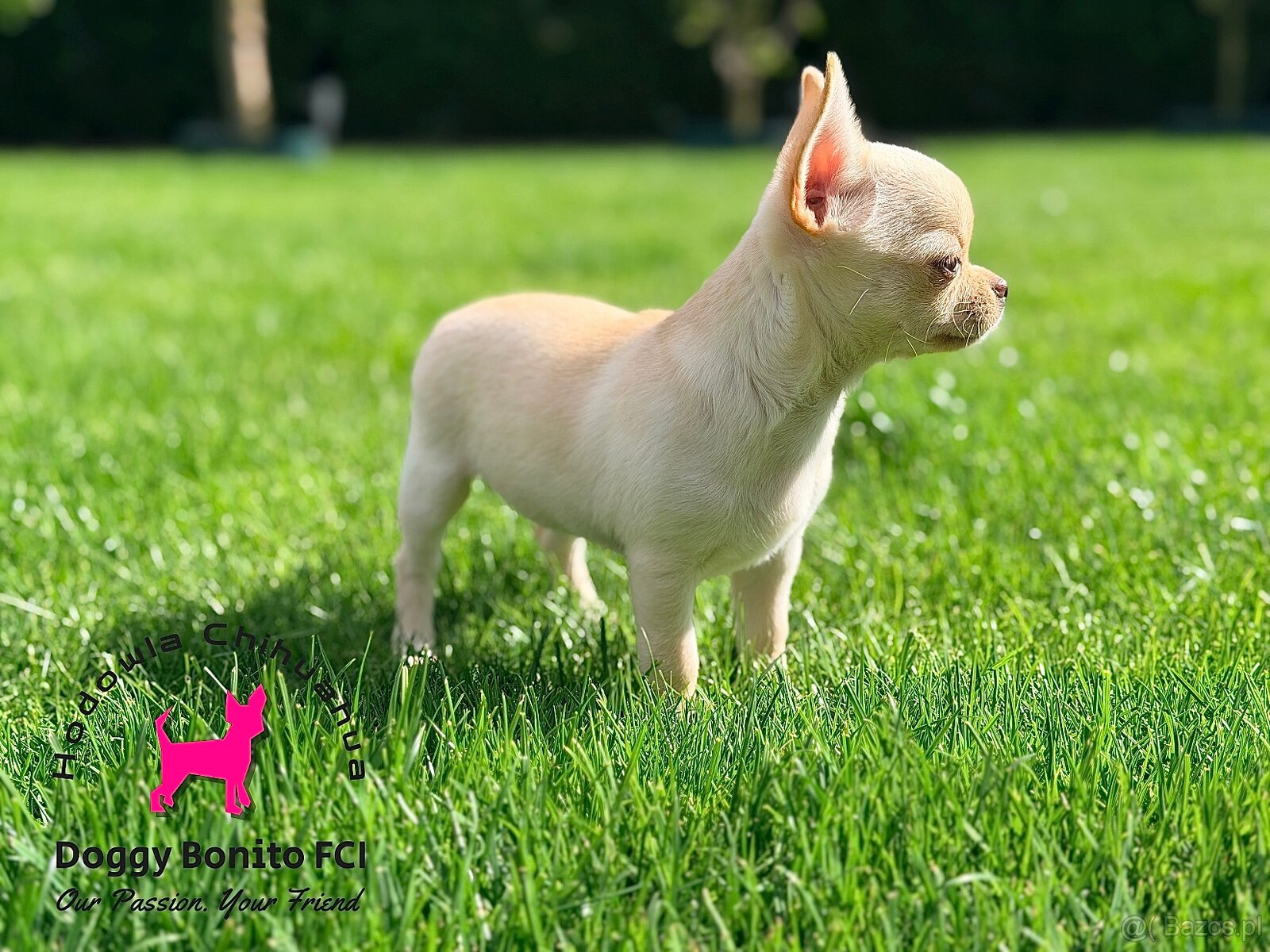 CHIHUAHUA, ZKwP FCI drobna dziewczynka krótkowłosa po Champi - 3