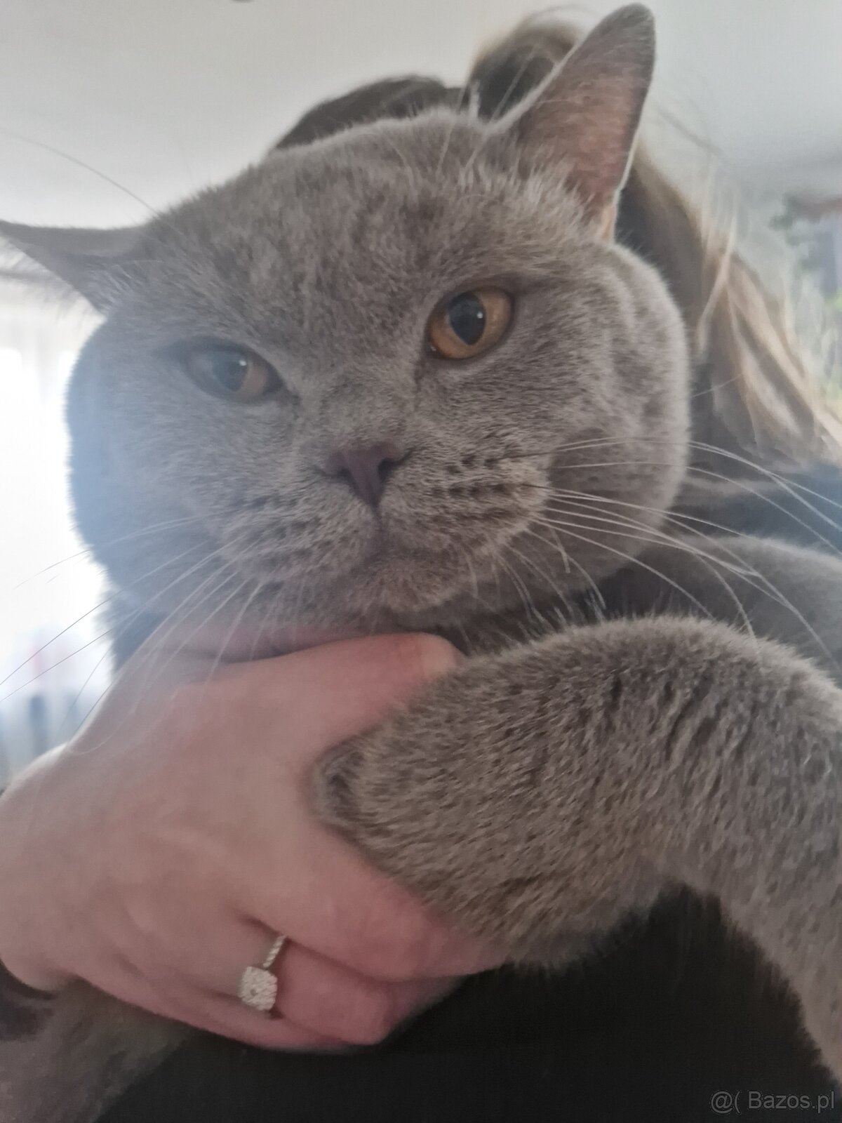 Kocur Brytyjski reproduktor ,Krycie - 3