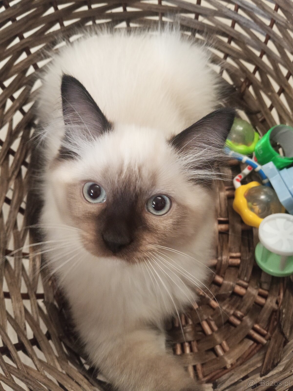 Kocurek Ragdoll LATTE FPL - 3