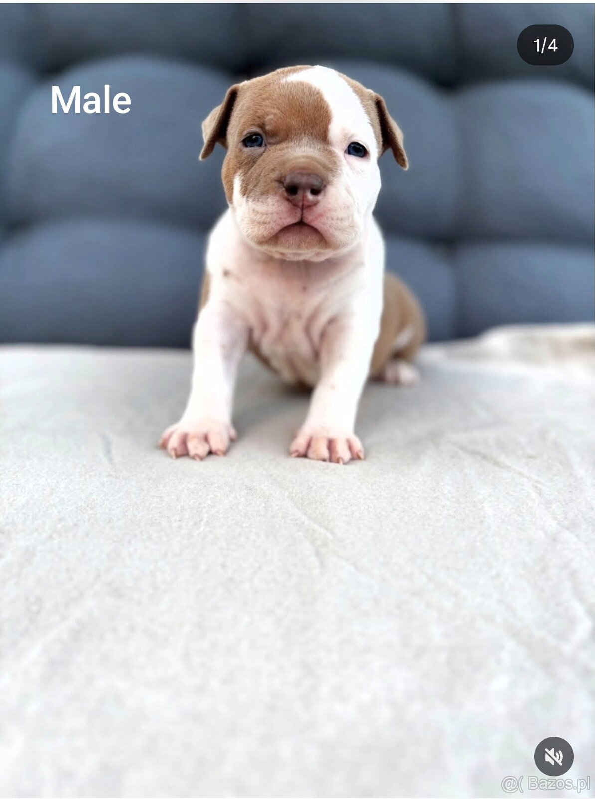 American Bully Pocket - 3