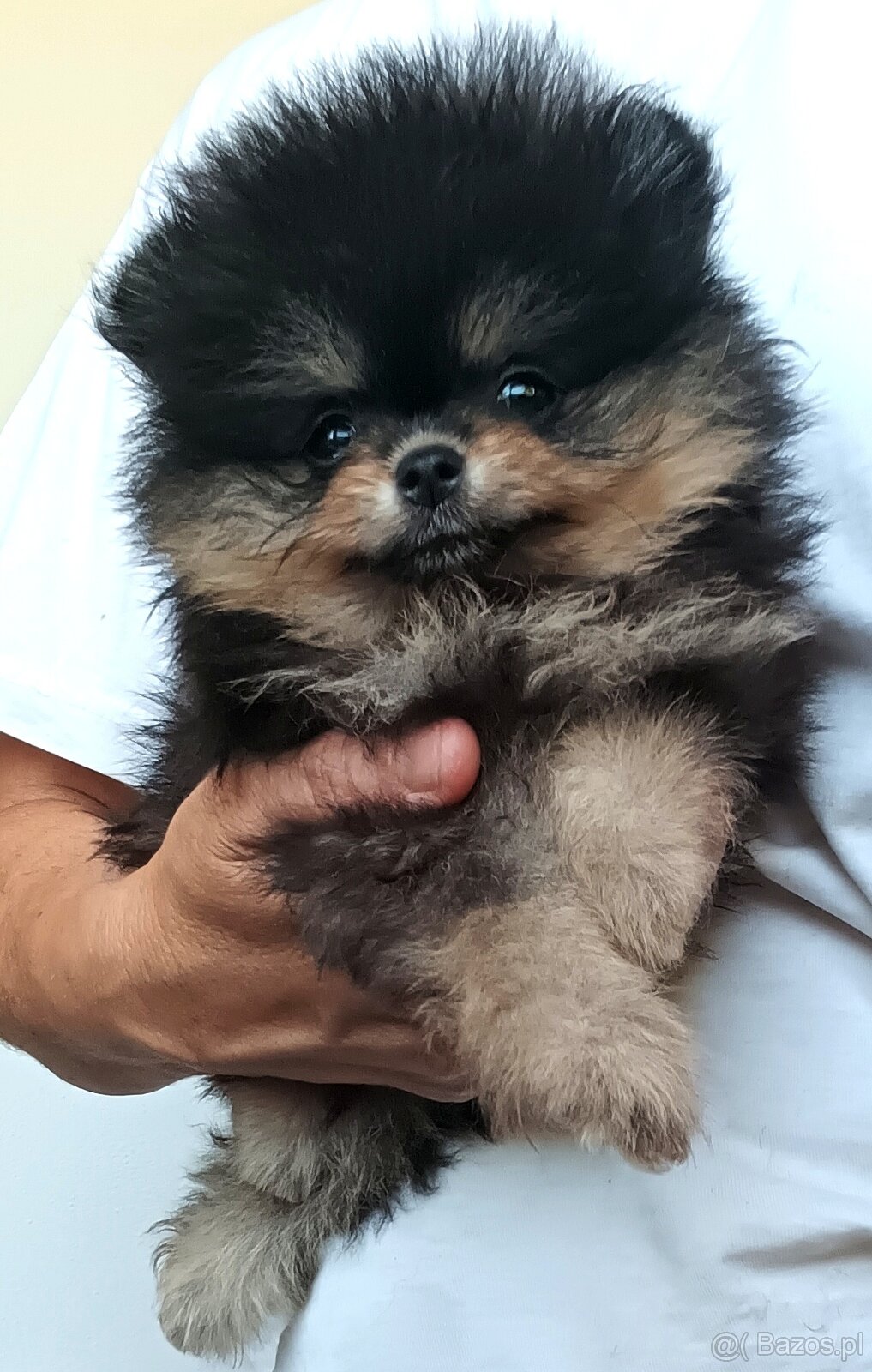Štěňátka pomeranian s PP FCI - 3