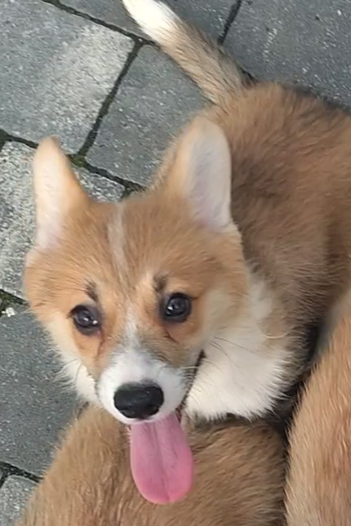 Welsh Corgi Pembroke FCI - 3