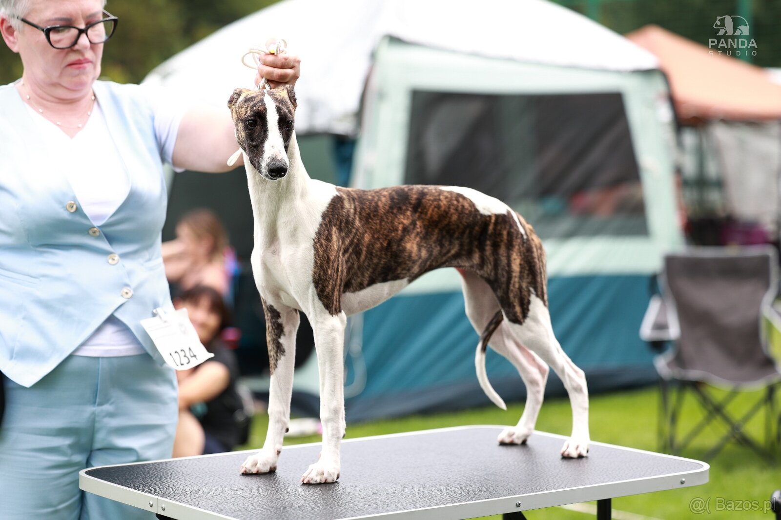 Chart angielski whippet FCI - 3