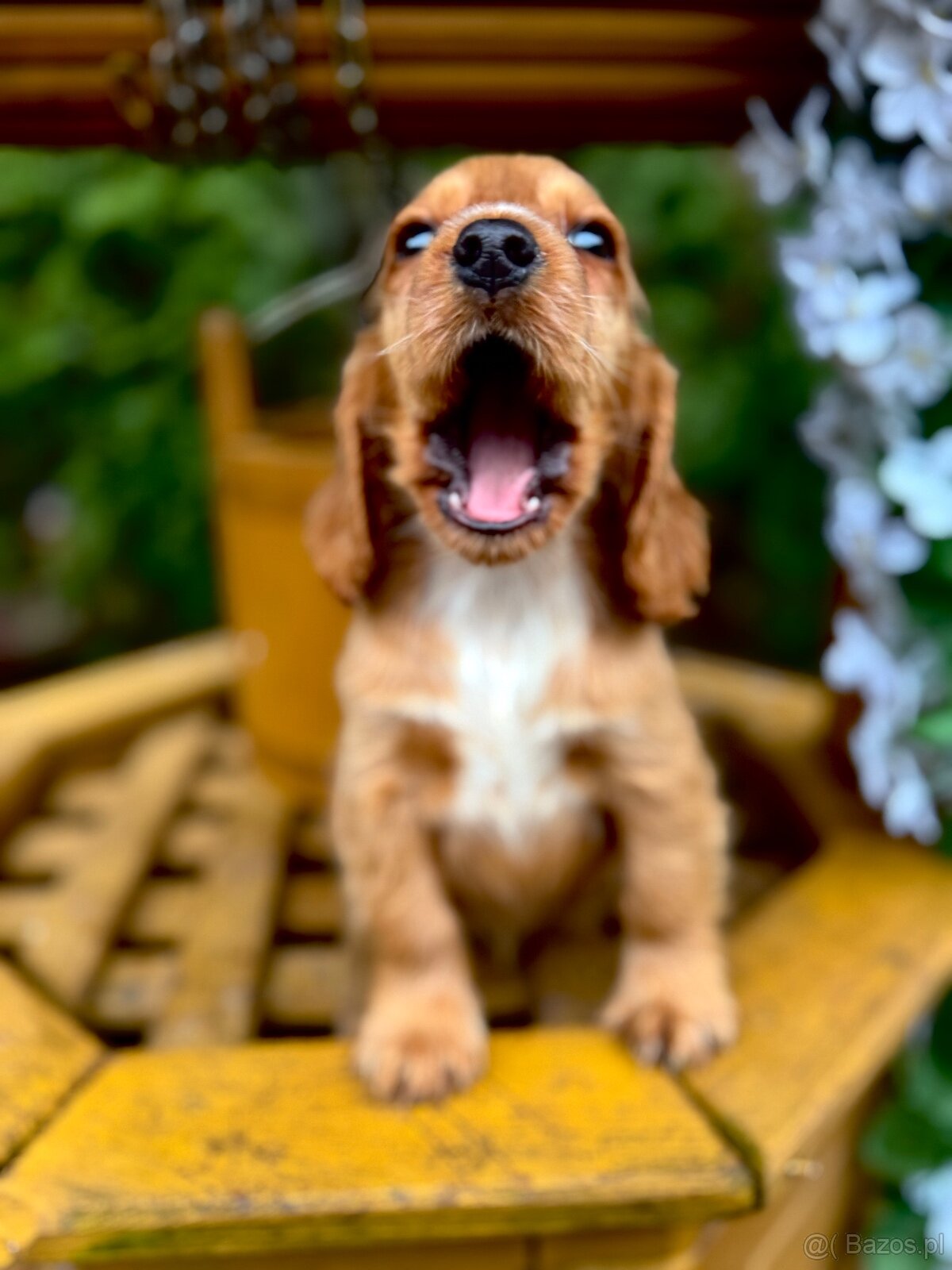 Piękna złota sunia Cocker Spaniel Angielski z rodowodem - 3