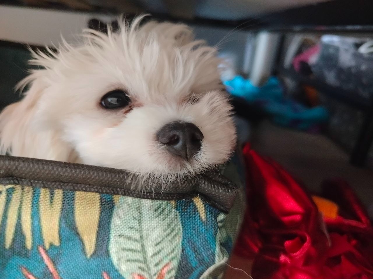 Szczeniak Maltańczyk na sprzedaż - 3