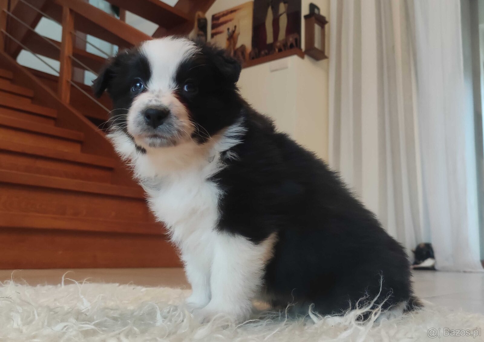 Rasowa suczka BORDER COLLIE z Hodowli - pełną dok. przebadan - 3