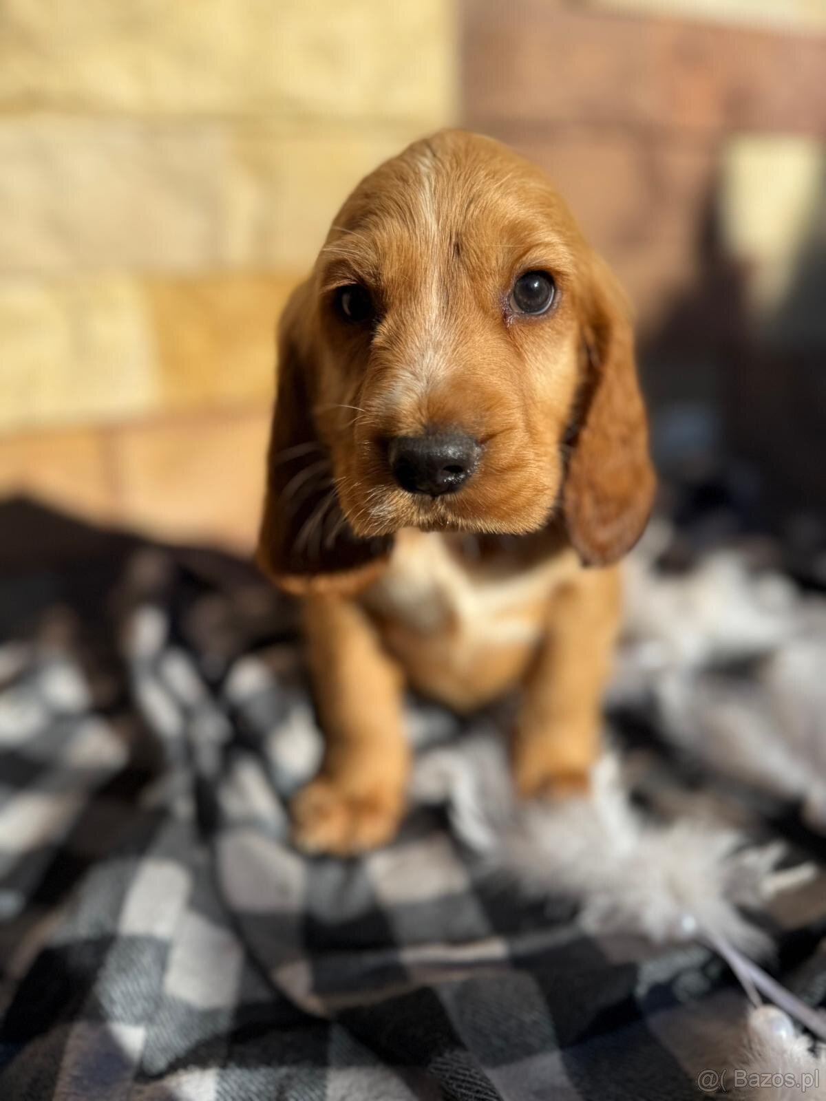 Śliczny piesek Cocker Spaniel Angielski złoty rodowód - 3