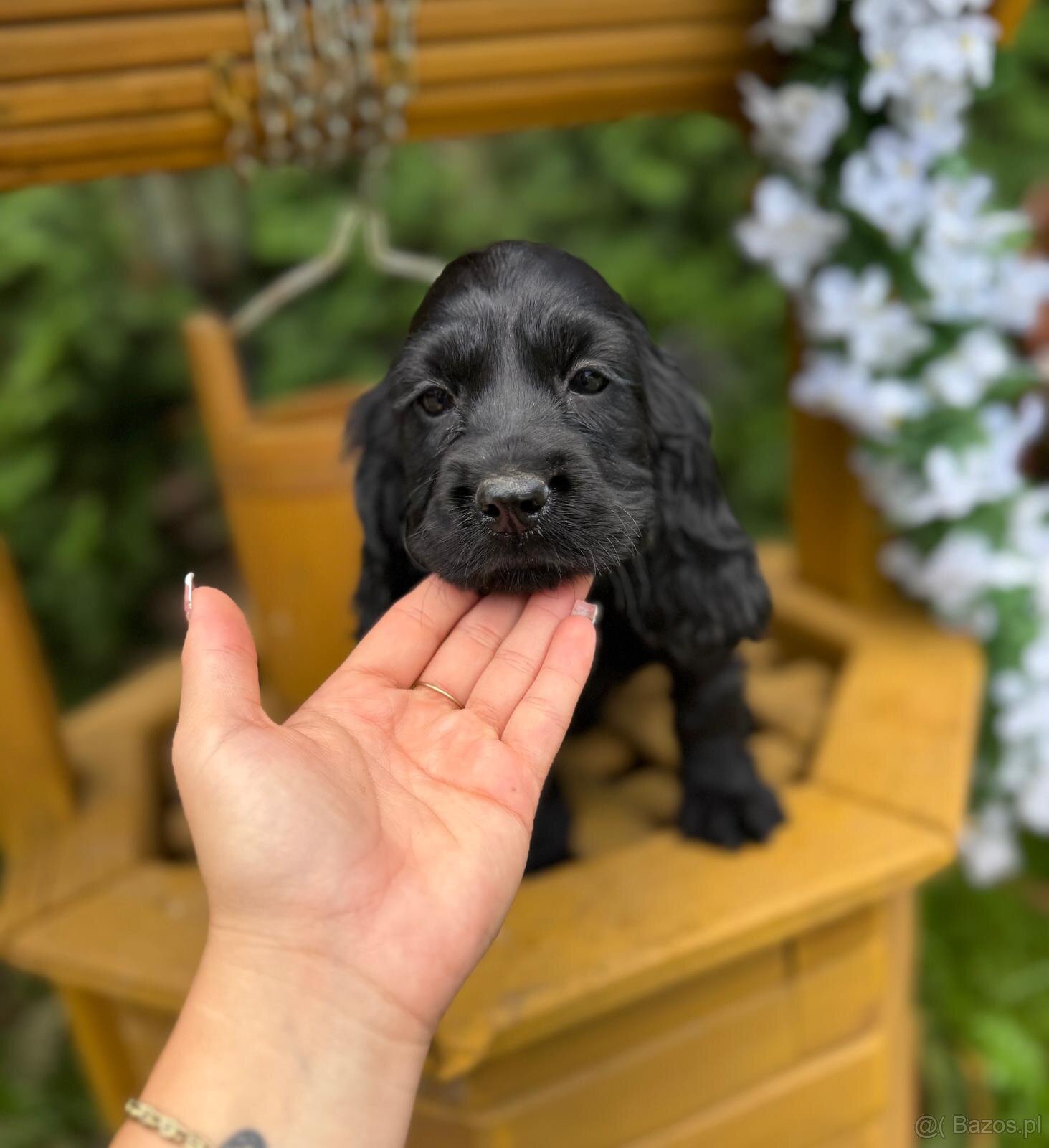 Piękna czarna sunia Cocker Spaniel Angielski z rodowodem - 3