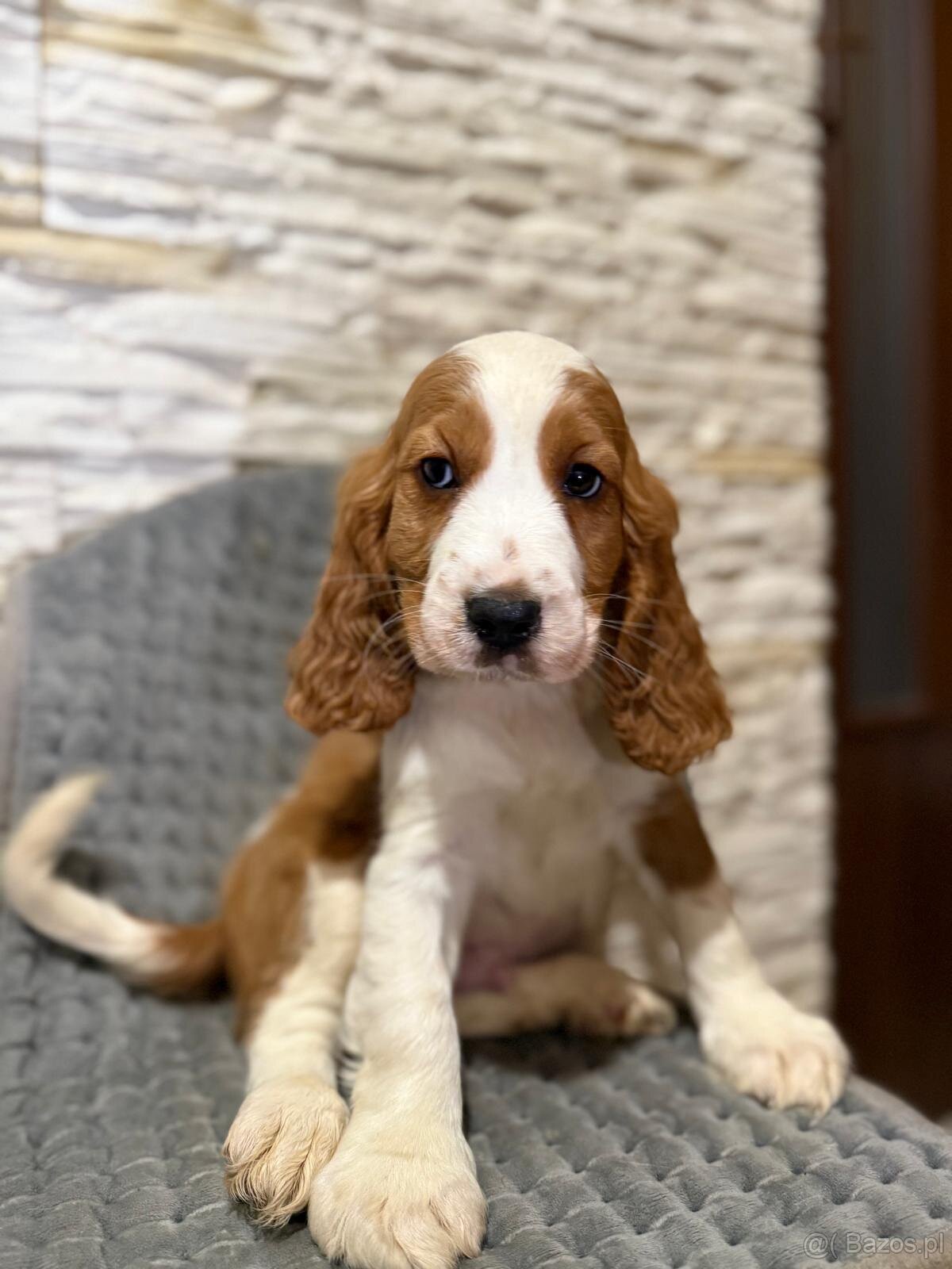 Wyjątkowy piesek Cocker Spaniel Angielski z rodowodem - 3